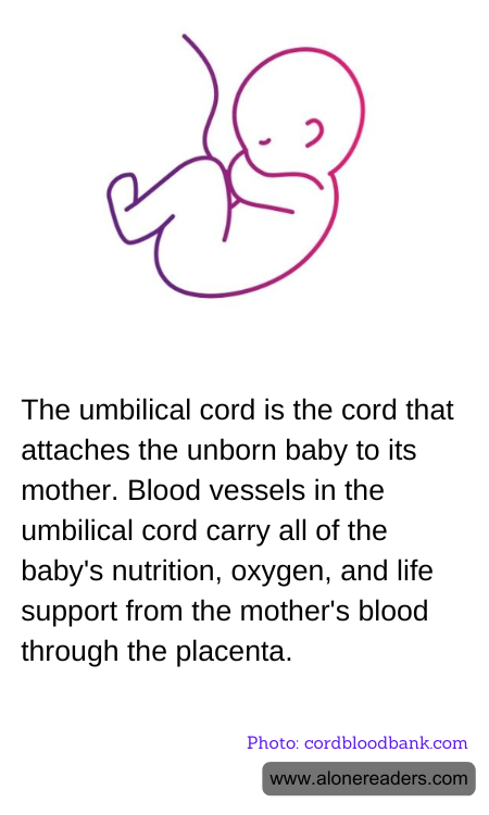 General Knowledge Learning Cards