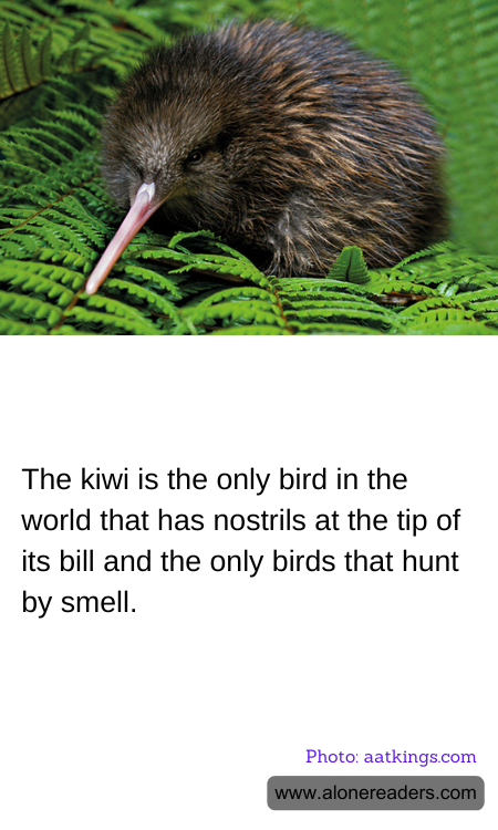 The kiwi is the only bird in the world that has nostrils at the tip of its bill and the only birds that hunt by smell.