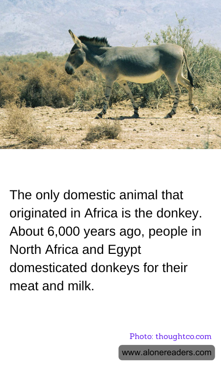 The only domestic animal that originated in Africa is the donkey. About 6,000 years ago, people in North Africa and Egypt domesticated donkeys for their meat and milk.