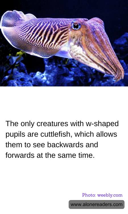 The only creatures with w-shaped pupils are cuttlefish, which allows them to see backwards and forwards at the same time.