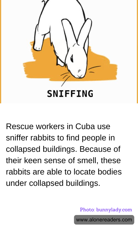 General Knowledge Learning Cards