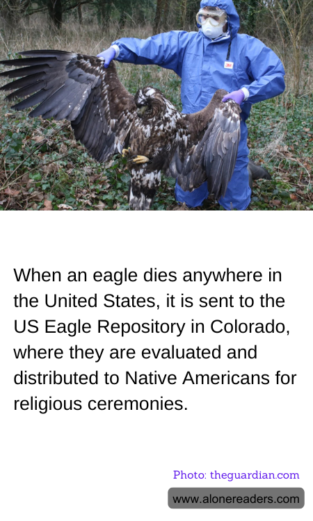 General Knowledge Learning Cards