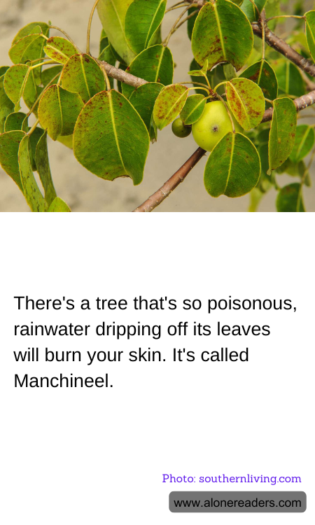 General Knowledge Learning Cards