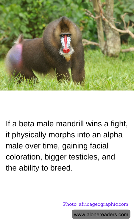 If a beta male mandrill wins a fight, it physically morphs into an alpha male over time, gaining facial coloration, bigger testicles, and the ability to breed.