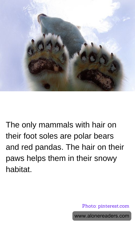 General Knowledge Learning Cards