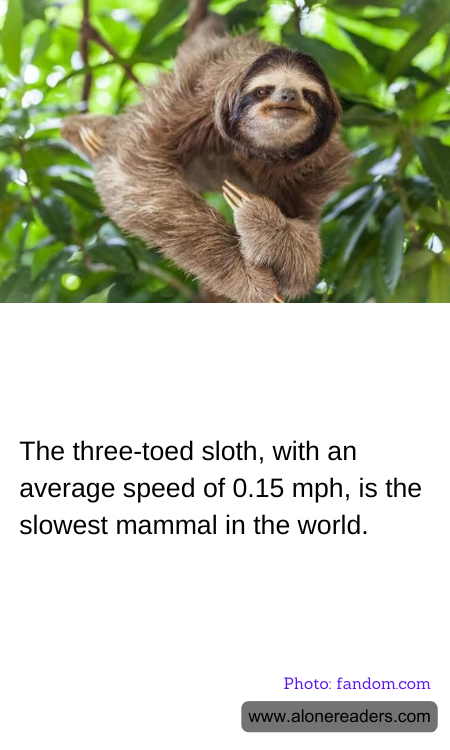 General Knowledge Learning Cards