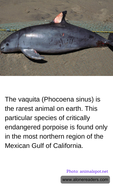 General Knowledge Learning Cards