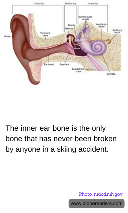 General Knowledge Learning Cards