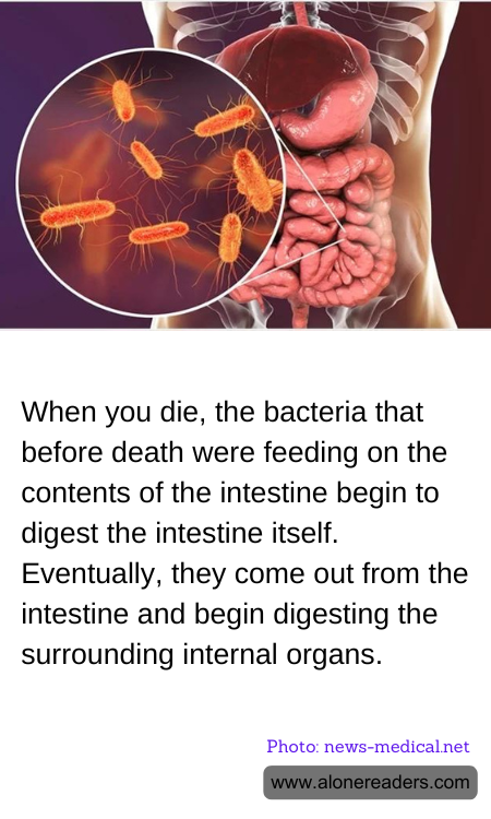 When you die, the bacteria that before death were feeding on the contents of the intestine begin to digest the intestine itself. Eventually, they come out from the intestine and begin digesting the surrounding internal organs.