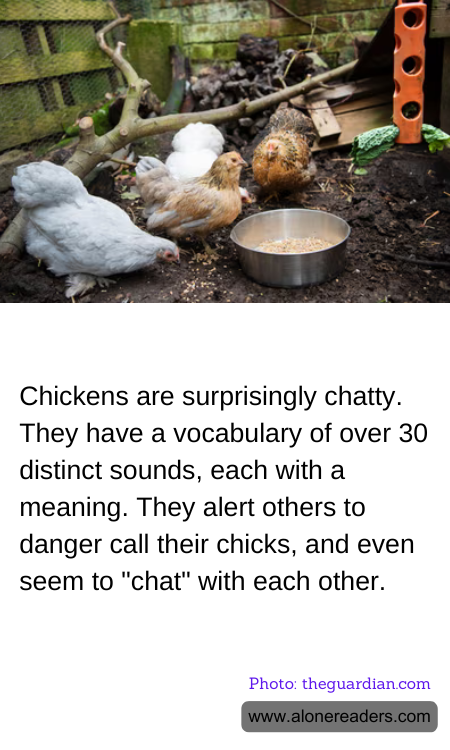 General Knowledge Learning Cards