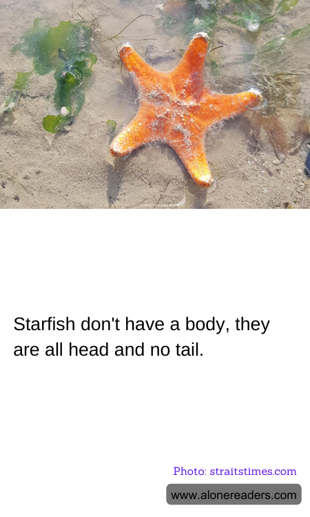 Starfish don't have a body, they are all head and no tail.
