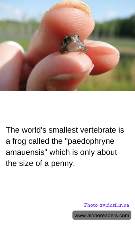 General Knowledge Learning Cards