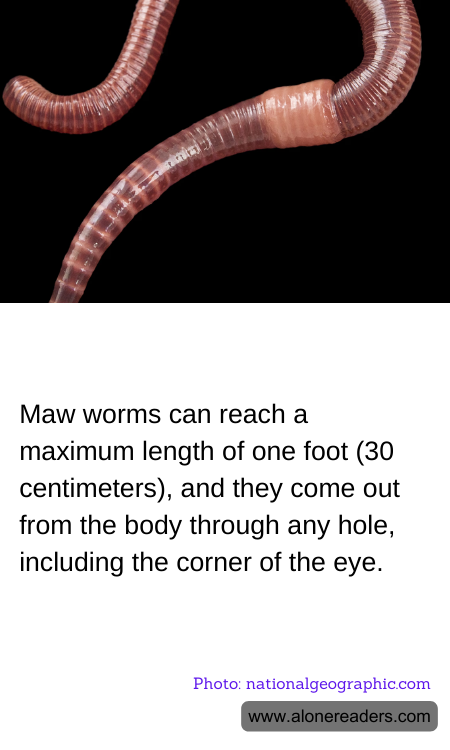 General Knowledge Learning Cards