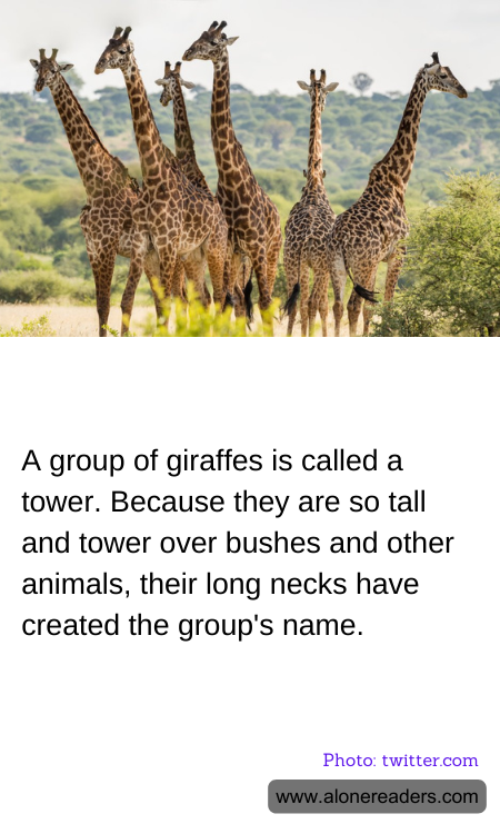 General Knowledge Learning Cards