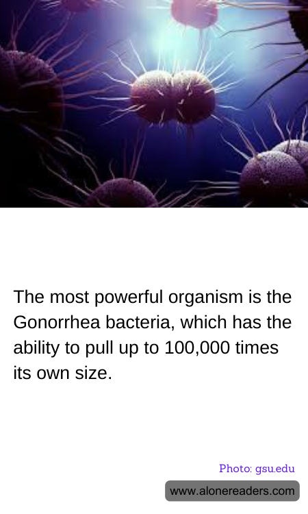 General Knowledge Learning Cards