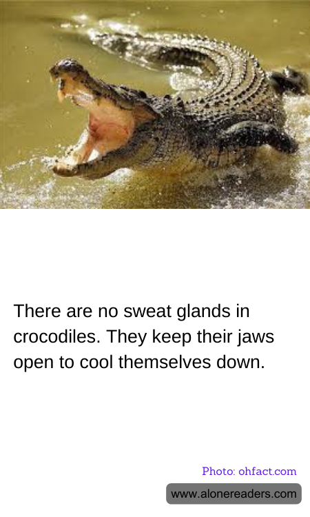 There are no sweat glands in crocodiles. They keep their jaws open to cool themselves down.