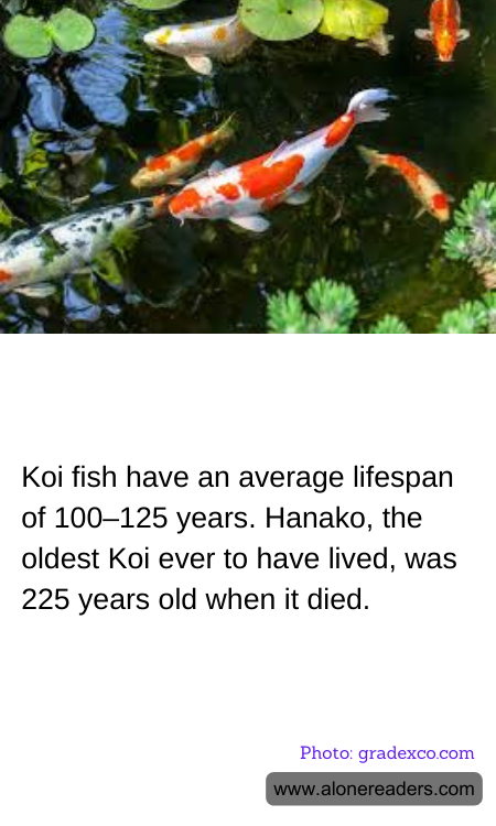 Koi fish have an average lifespan of 100–125 years. Hanako, the oldest Koi ever to have lived, was 225 years old when it died.