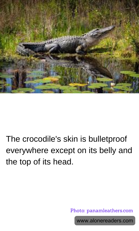 The crocodile's skin is bulletproof everywhere except on its belly and the top of its head.