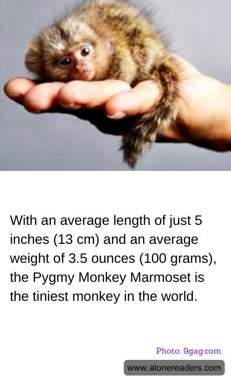 General Knowledge Learning Cards