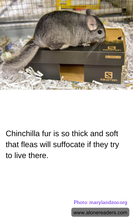 Chinchilla fur is so thick and soft that fleas will suffocate if they try to live there.