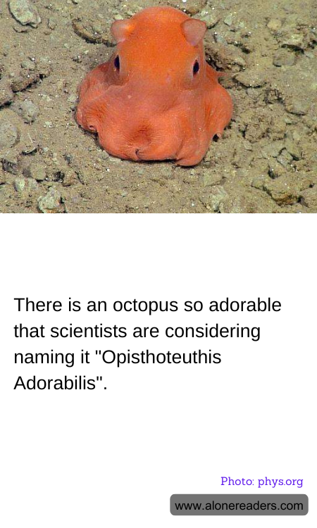 There is an octopus so adorable that scientists are considering naming it "Opisthoteuthis Adorabilis".