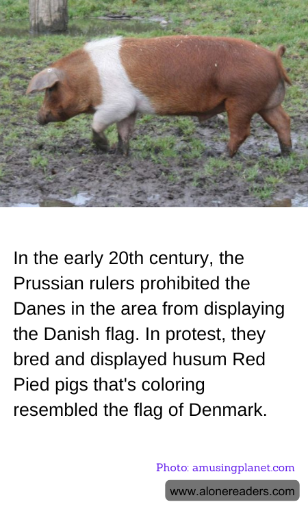 In the early 20th century, the Prussian rulers prohibited the Danes in the area from displaying the Danish flag. In protest, they bred and displayed husum Red Pied pigs that's coloring resembled the flag of Denmark.
