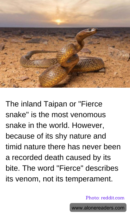 The inland Taipan or "Fierce snake" is the most venomous snake in the world. However, because of its shy nature and timid nature there has never been a recorded death caused by its bite. The word "Fierce" describes its venom, not its temperament.