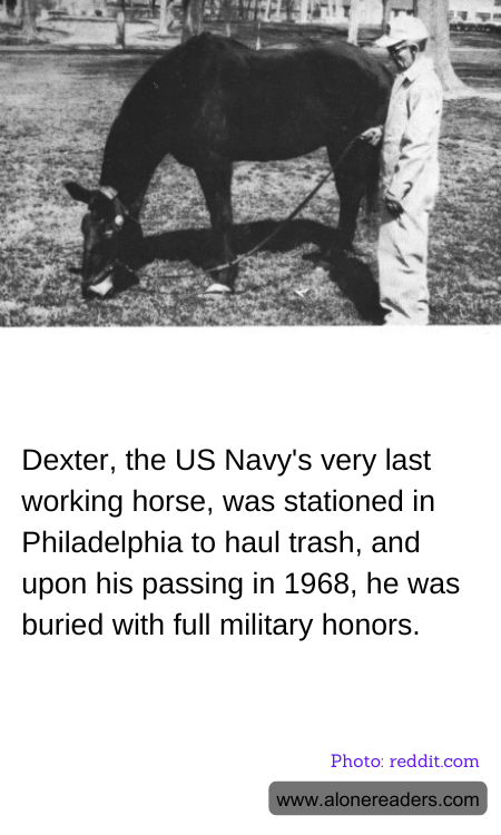 Dexter, the US Navy's very last working horse, was stationed in Philadelphia to haul trash, and upon his passing in 1968, he was buried with full military honors.