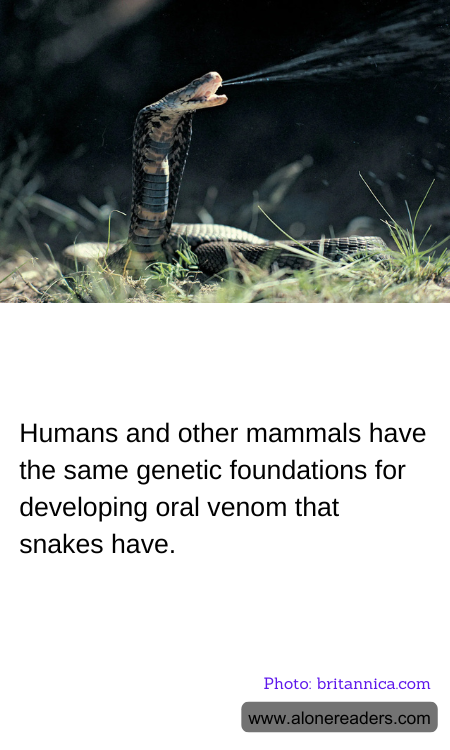 Humans and other mammals have the same genetic foundations for developing oral venom that snakes have.