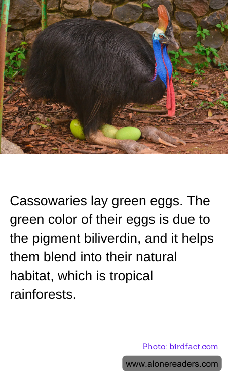 Cassowaries lay green eggs. The green color of their eggs is due to the pigment biliverdin, and it helps them blend into their natural habitat, which is tropical rainforests.