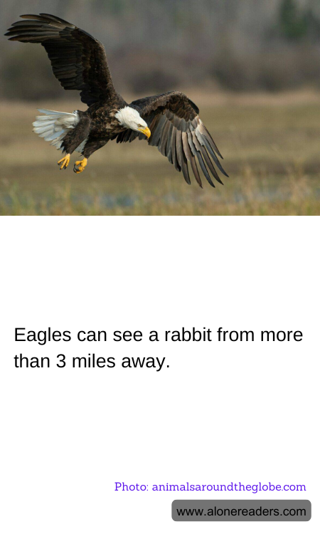 Eagles can see a rabbit from more than 3 miles away.