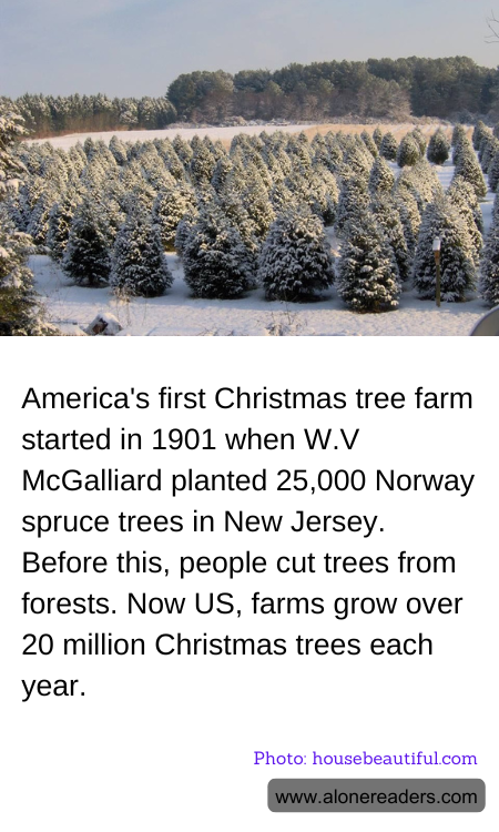 America's first Christmas tree farm started in 1901 when W.V McGalliard planted 25,000 Norway spruce trees in New Jersey. Before this, people cut trees from forests. Now US, farms grow over 20 million Christmas trees each year.