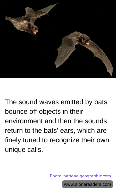 The sound waves emitted by bats bounce off objects in their environment and then the sounds return to the bats' ears, which are finely tuned to recognize their own unique calls.