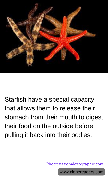 Starfish have a special capacity that allows them to release their stomach from their mouth to digest their food on the outside before pulling it back into their bodies.