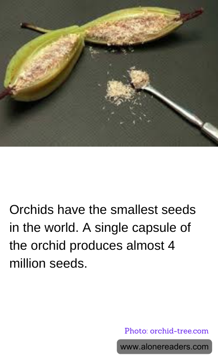 Orchids have the smallest seeds in the world. A single capsule of the orchid produces almost 4 million seeds.