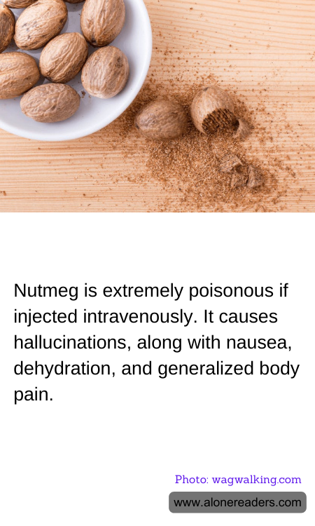 Nutmeg is extremely poisonous if injected intravenously. It causes hallucinations, along with nausea, dehydration, and generalized body pain.