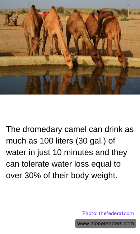 The dromedary camel can drink as much as 100 liters (30 gal.) of water in just 10 minutes and they can tolerate water loss equal to over 30% of their body weight.