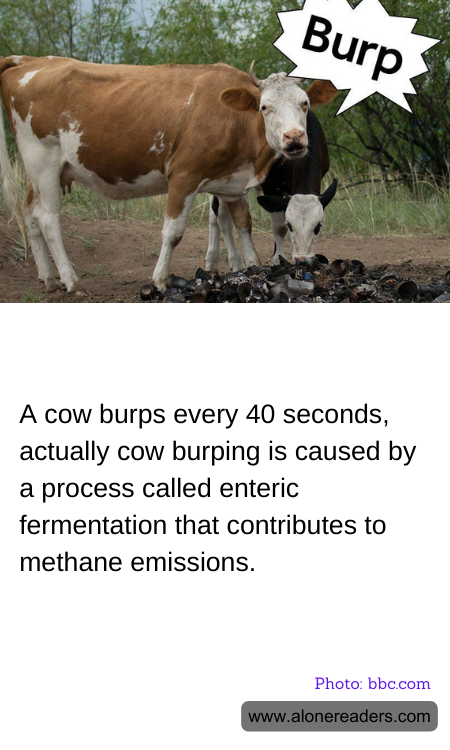 A cow burps every 40 seconds, actually cow burping is caused by a process called enteric fermentation that contributes to methane emissions.