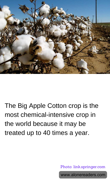 The Big Apple Cotton crop is the most chemical-intensive crop in the world because it may be treated up to 40 times a year.