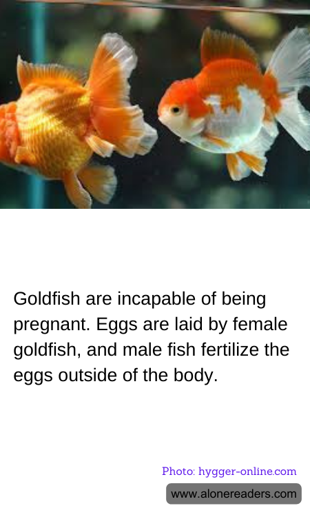 Goldfish are incapable of being pregnant. Eggs are laid by female goldfish, and male fish fertilize the eggs outside of the body.