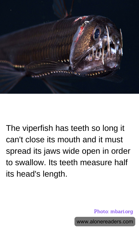 The viperfish has teeth so long it can't close its mouth and it must spread its jaws wide open in order to swallow. Its teeth measure half its head's length.