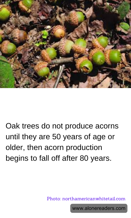 Oak trees do not produce acorns until they are 50 years of age or older, then acorn production begins to fall off after 80 years.
