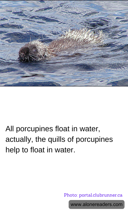 All porcupines float in water, actually, the quills of porcupines help to float in water.