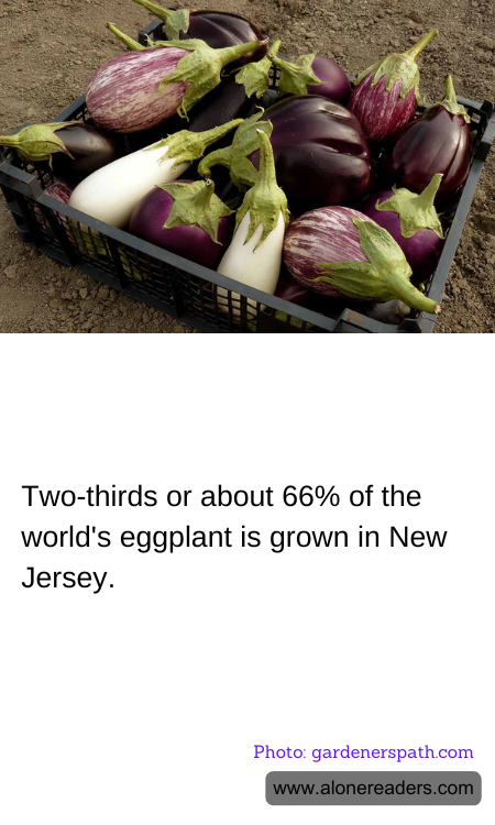 Two-thirds or about 66% of the world's eggplant is grown in New Jersey.