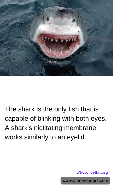 The shark is the only fish that is capable of blinking with both eyes. A shark's nictitating membrane works similarly to an eyelid.
