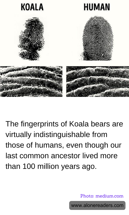 The fingerprints of Koala bears are virtually indistinguishable from those of humans, even though our last common ancestor lived more than 100 million years ago.