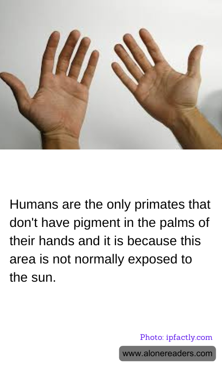 Humans are the only primates that don't have pigment in the palms of their hands and it is because this area is not normally exposed to the sun.