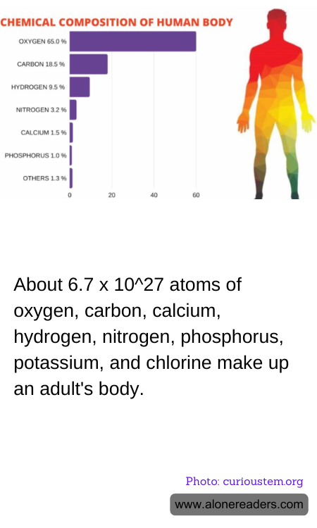 About 6.7 x 10^27 atoms of oxygen, carbon, calcium, hydrogen, nitrogen, phosphorus, potassium, and chlorine make up an adult's body.