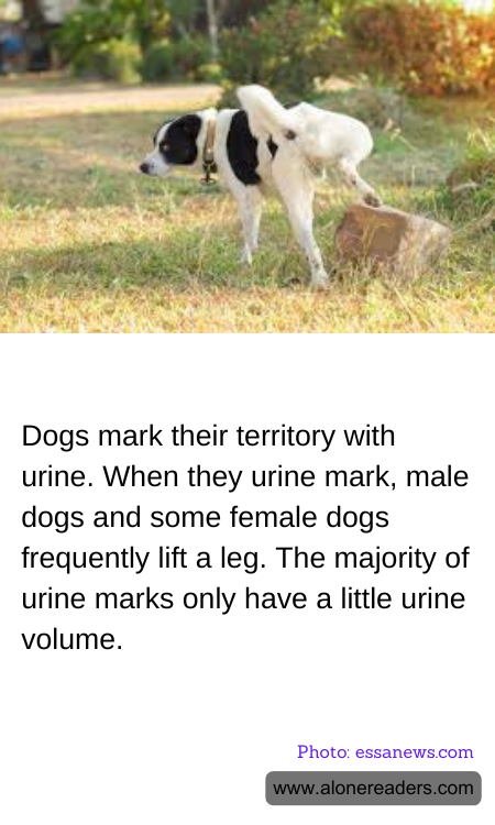Dogs mark their territory with urine. When they urine mark, male dogs and some female dogs frequently lift a leg. The majority of urine marks only have a little urine volume.