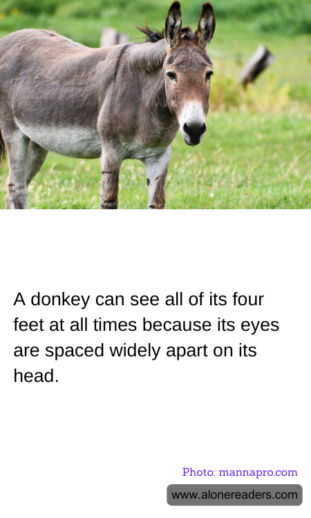 A donkey can see all of its four feet at all times because its eyes are spaced widely apart on its head.